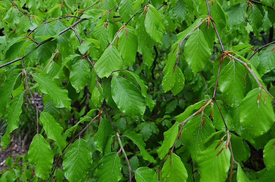 foliage, tree, forest, nature, sprig, closeup, plant, green HD wallpaper