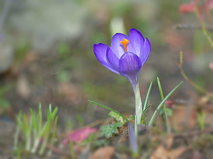 selective focus photo of purple crocus flower, Spring, flowers HD wallpaper