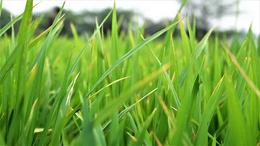 grass, growth, flora, leaf, lawn, plant, green color, agriculture HD wallpaper