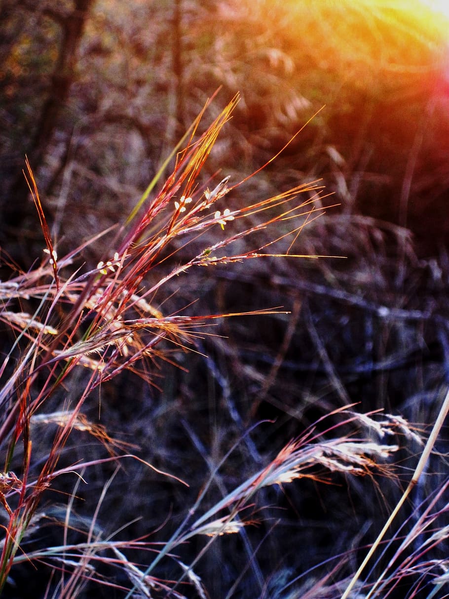 grass, grass seed, veld, ligting, highlights, red, white, sunlight HD wallpaper