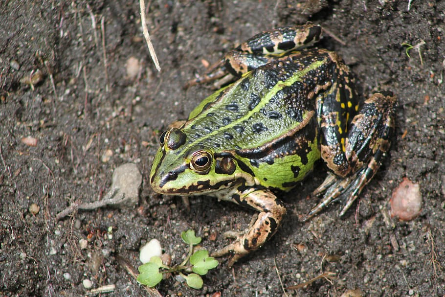 the frog, spring, green, toads, small, nature, animal themes HD wallpaper