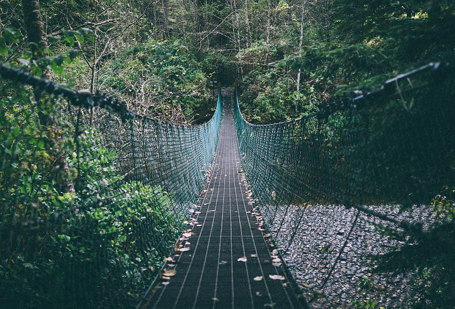 green and black hanging bridge, brown and green wooden bridge surrounded with tress HD wallpaper