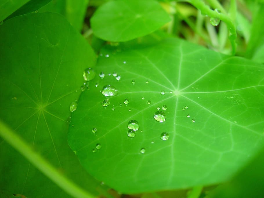 drops, leaf, nasturtium, plant, green, droplets, freshness