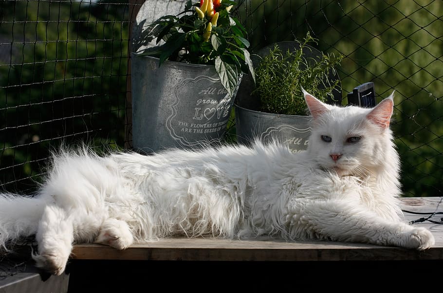 white cat laying on brown wooden table, maine coon cat, feline