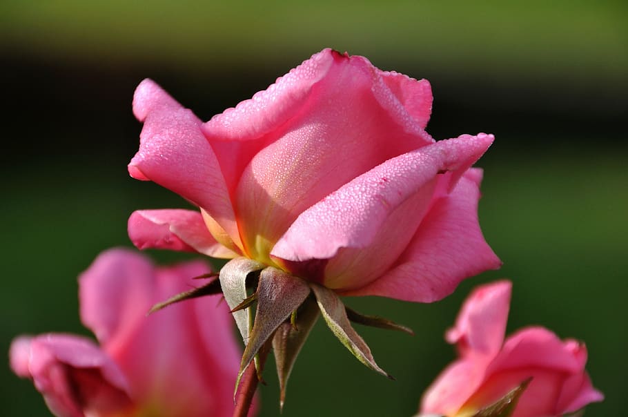 rose bloom, nature, close, dewdrop, plant, petal, flower, pink Color HD wallpaper