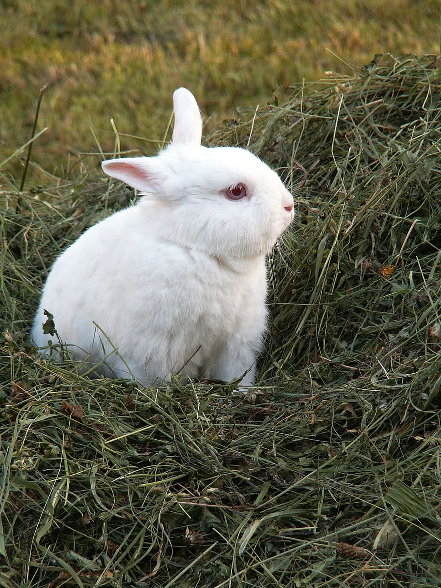 white rabbit on green grass, hay, animals, animal themes, pets HD wallpaper