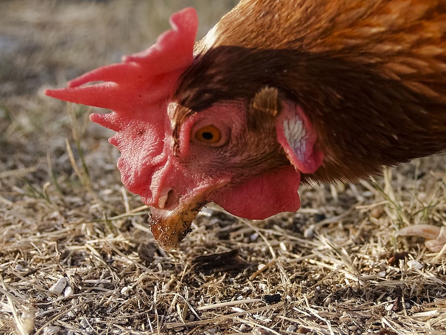 hen, peck, hens, crest, beak, animal, animal themes, bird, livestock HD wallpaper