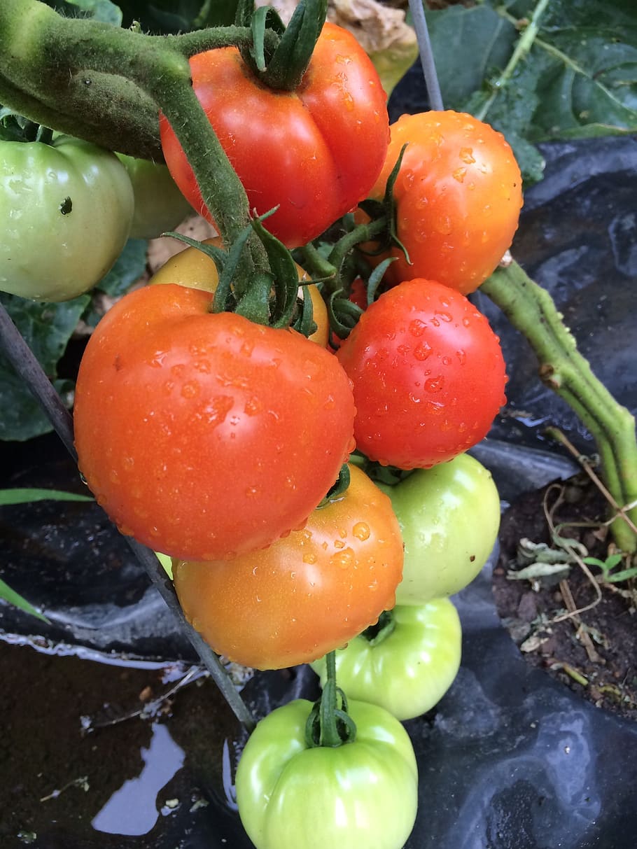tomatoes, vine, ripe, food and drink, freshness, vegetable HD wallpaper