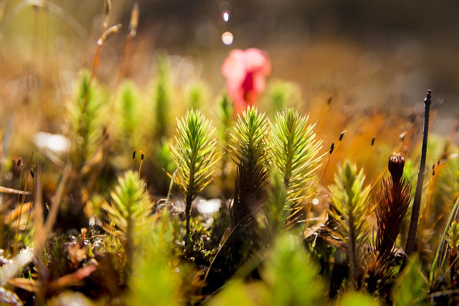forest, foam, green, plant, growth, nature, selective focus HD wallpaper