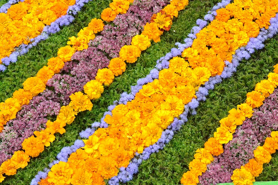 Flowers, Floral, Pattern, floral pattern, nature, yellow, plant HD wallpaper