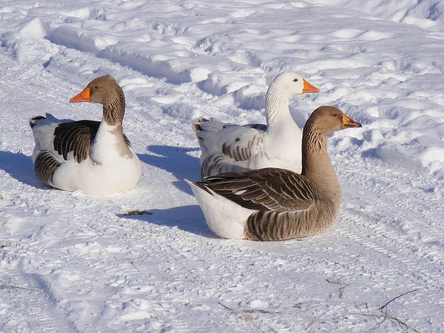cold, country, geese, goose, road, snow, white, birds, winter, HD wallpaper