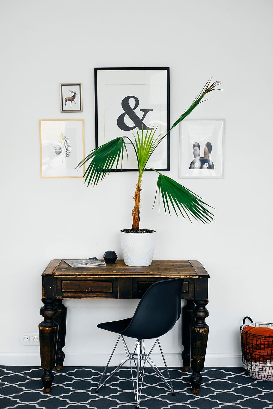 green linear leafed plant on white pot, green palm plant in white vase near white painted wall HD wallpaper