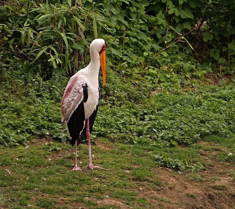 glutton, zoo, stork, animals in the wild, vertebrate, animal themes HD wallpaper