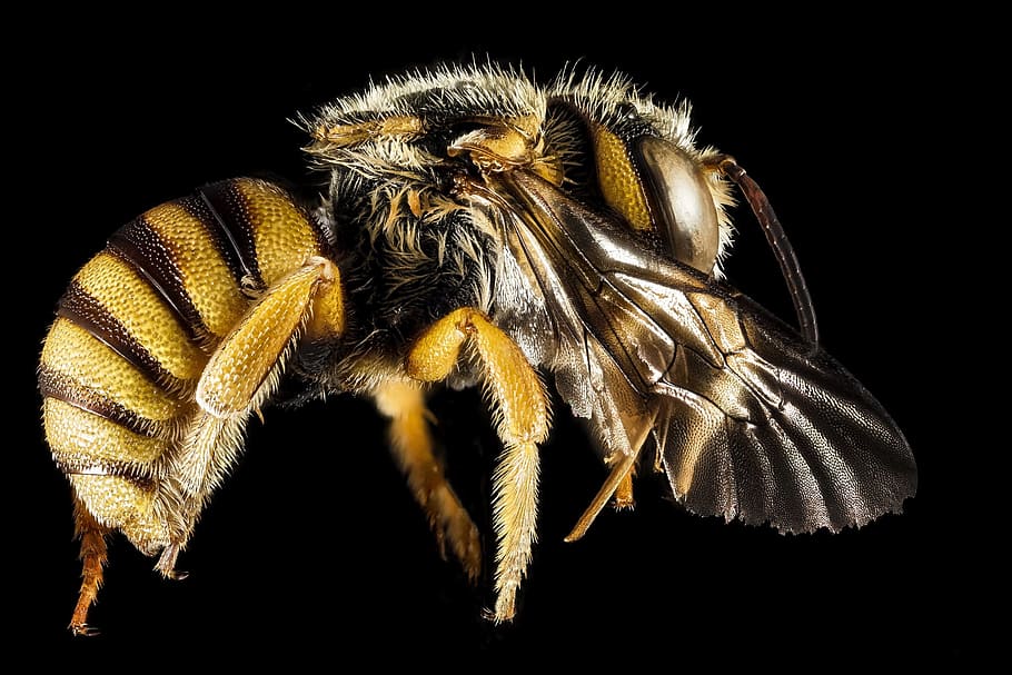 bee, insect, macro, profile, mounted, wildlife, nature, honeybee HD wallpaper