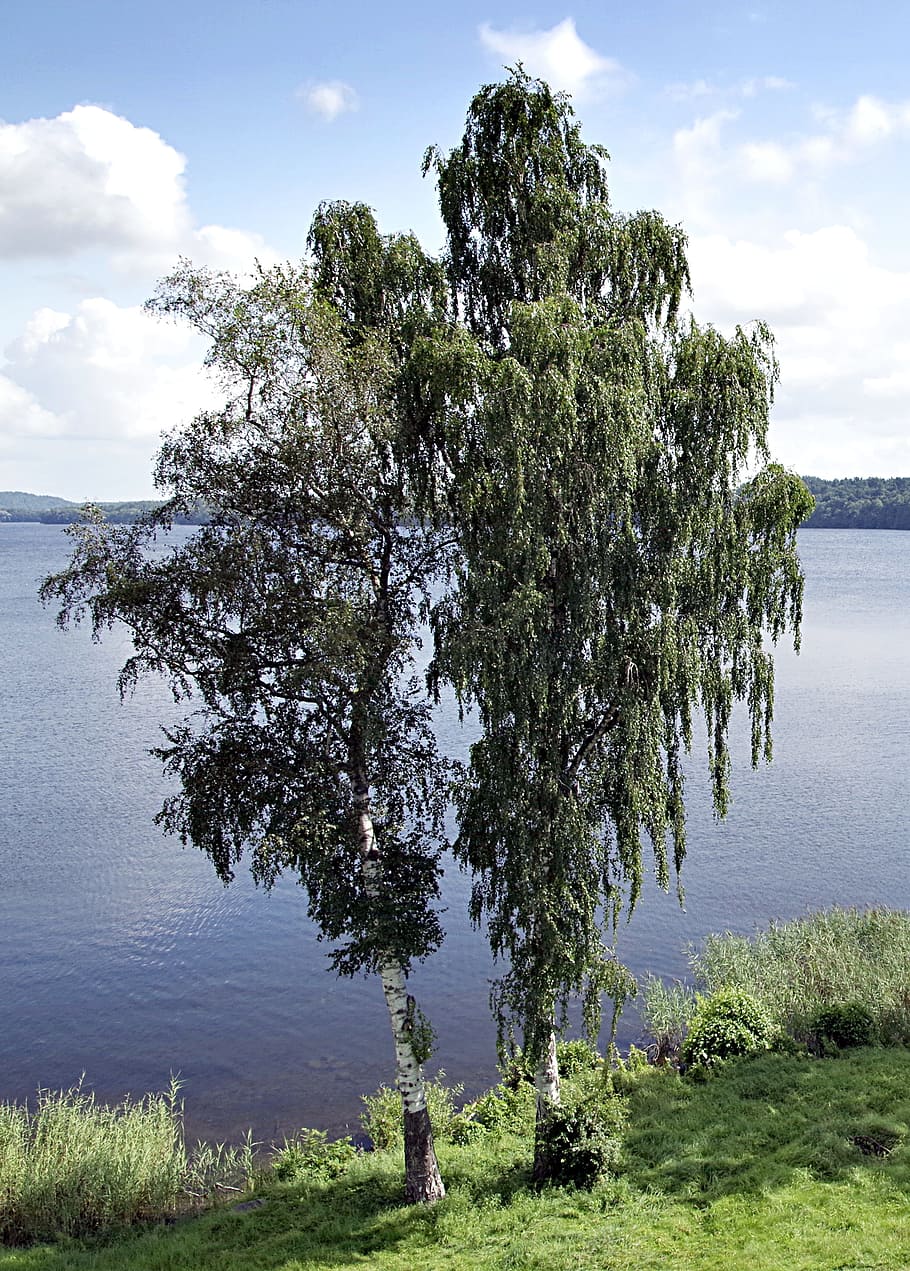 birch, tree, water, lake, nature, konary, white, trunk, landscape HD wallpaper