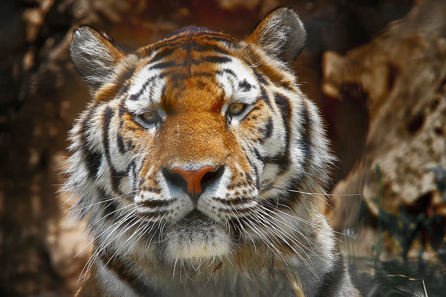 photo of Tiger face, wilderness, dangerous, animals, nature, beasts, HD wallpaper
