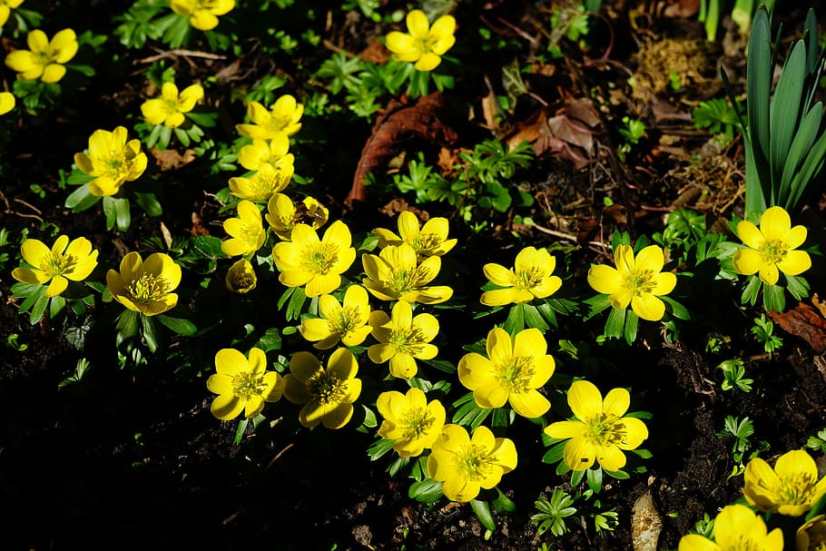 winterling, flower, blossom, bloom, yellow, eranthis hyemalis HD wallpaper
