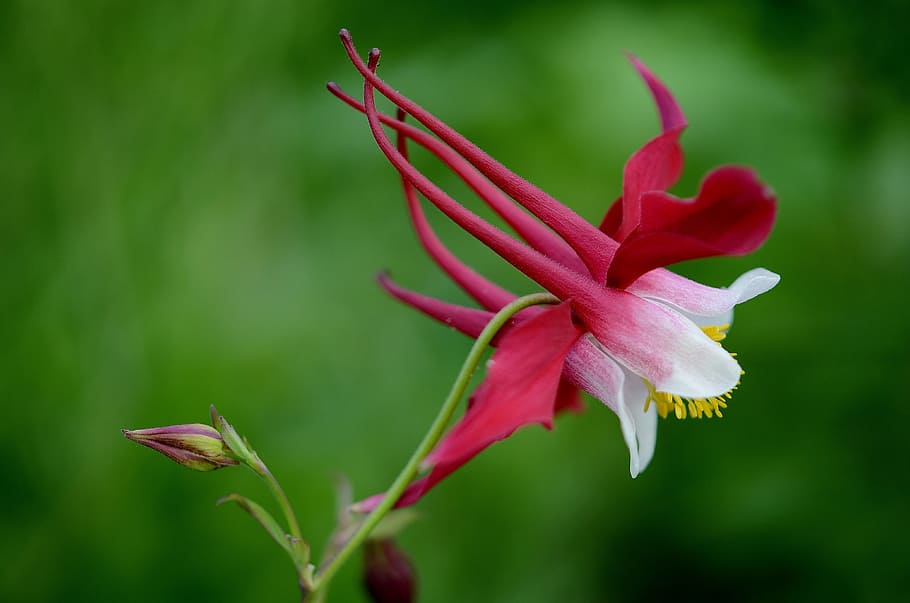 flower, red, summer, plant, floral, green, bloom, leaf, landscape HD wallpaper