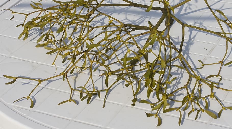 mistletoe, parasite, green, medicinal plant, tree, branch, studio shot, HD wallpaper