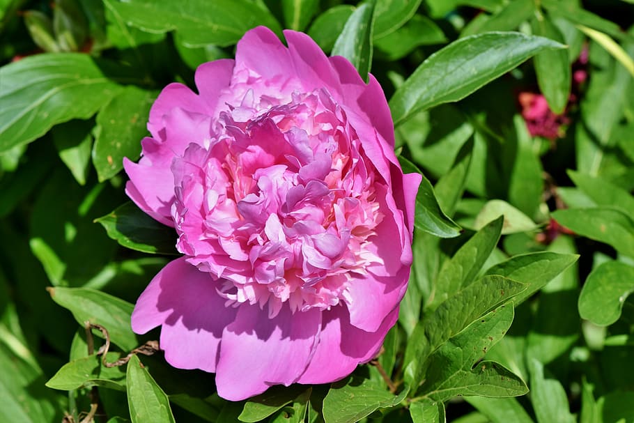 pink peony flower in close-up photography, rose, bud, pentecost HD wallpaper