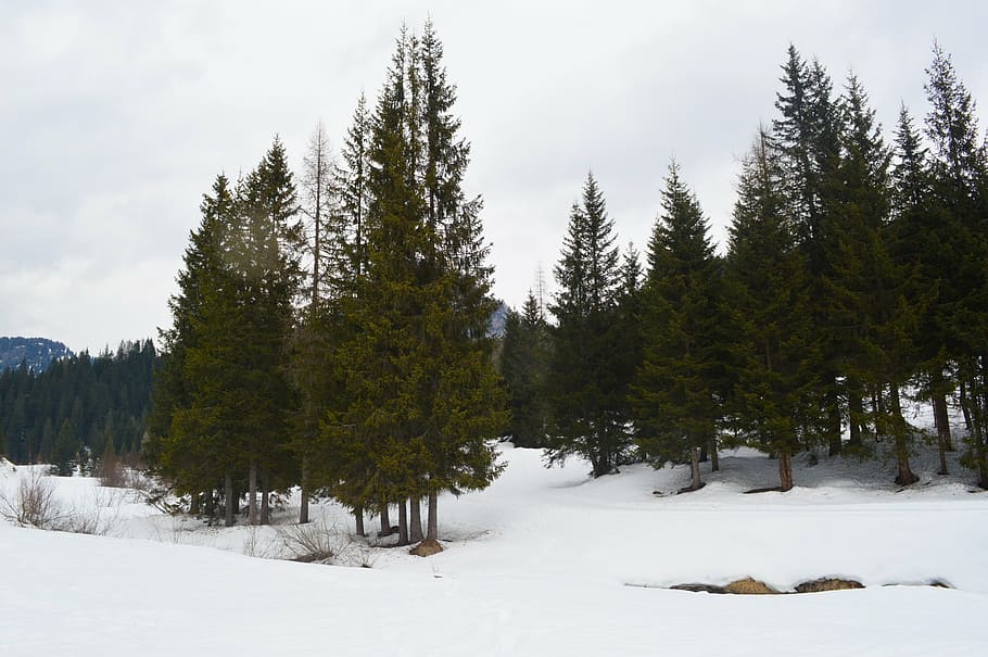 mountains, snow, trees, cold temperature, winter, forest, pine tree HD wallpaper