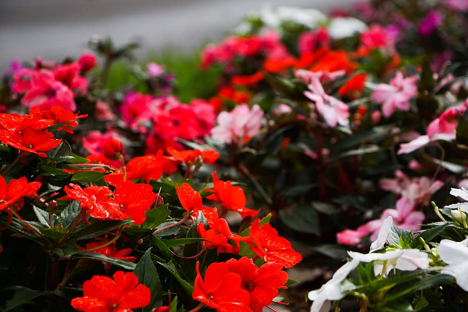 red, garden, nature, flower, flowering plant, beauty in nature HD wallpaper