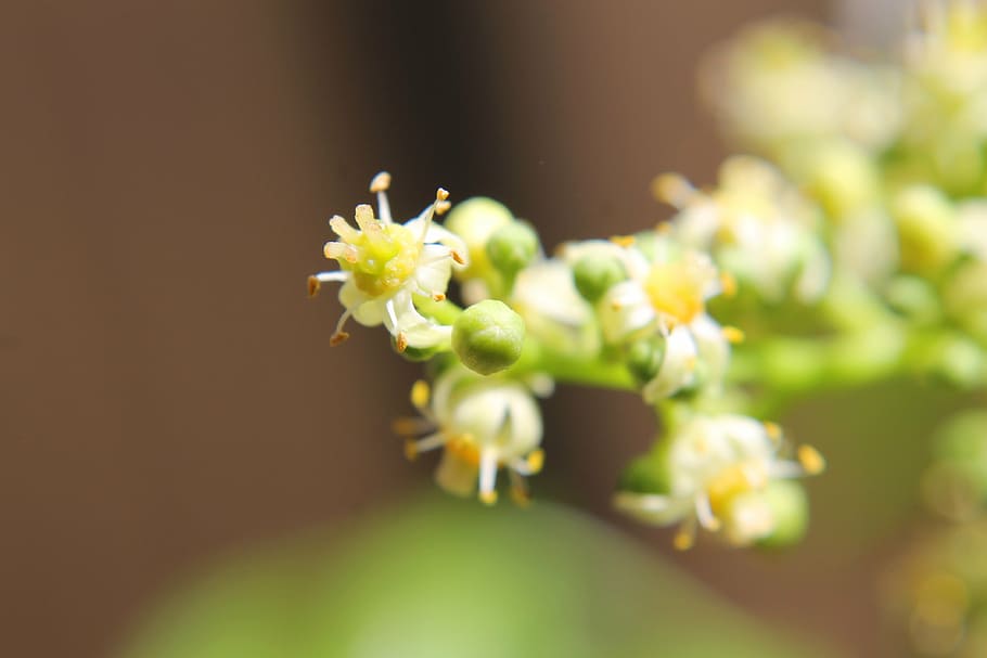 ambarella flowers, macro, nature, plant, close-up, springtime HD wallpaper