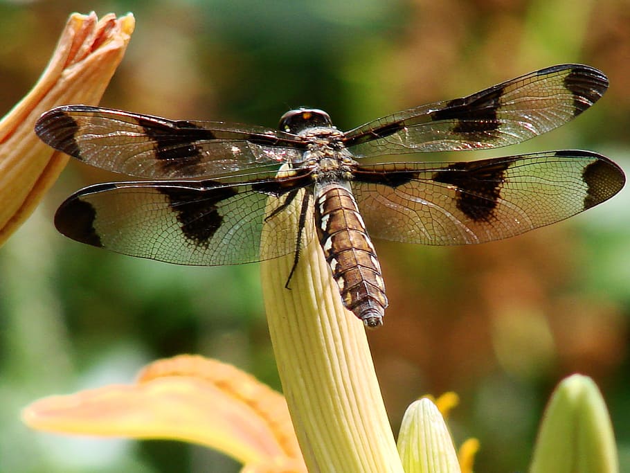 Dragonfly, Transparent, Wing, Nature, insect, wildlife, brown HD wallpaper