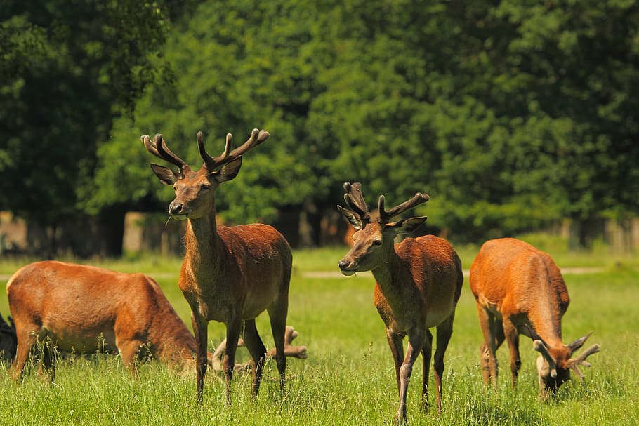 herd of deer on grass field, game, park, priroda, richmond HD wallpaper