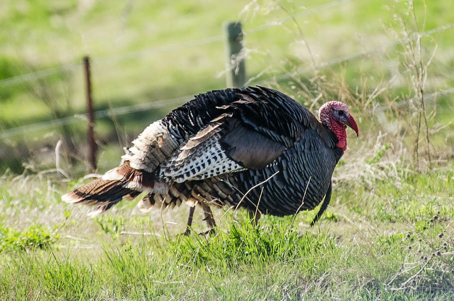 black turkey on grass, wild turkey, animal, bird, nature, thanksgiving, HD wallpaper
