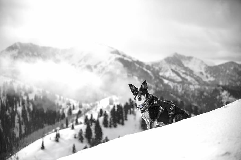 grayscale photo of dog on snow near the tree, mountain, highland HD wallpaper
