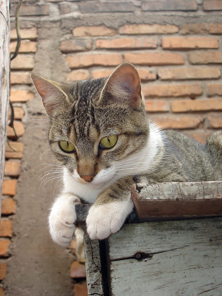 Cat, Feline, Brick, observing, domestic cat, pets, brick wall HD wallpaper