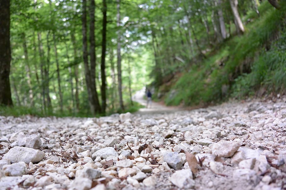 Away, Nature, Summer, tree, forest, day, outdoors, tranquility HD wallpaper
