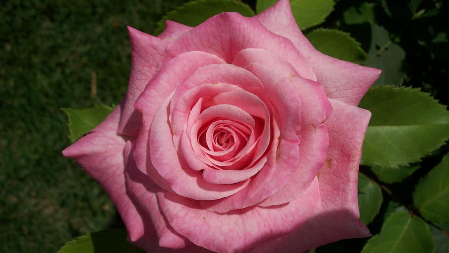 Pink, Rose, Bloom, Flower, Blossom, Love, romantic, valentine HD wallpaper