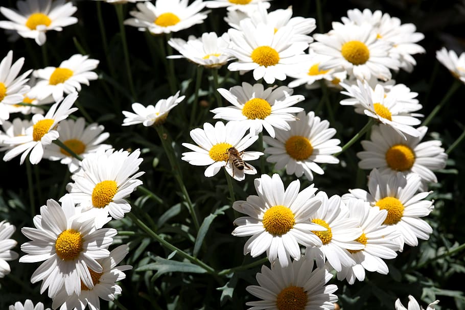 daisies, bee, summer, plant, nectar, blossom, bloom, flowering plant HD wallpaper