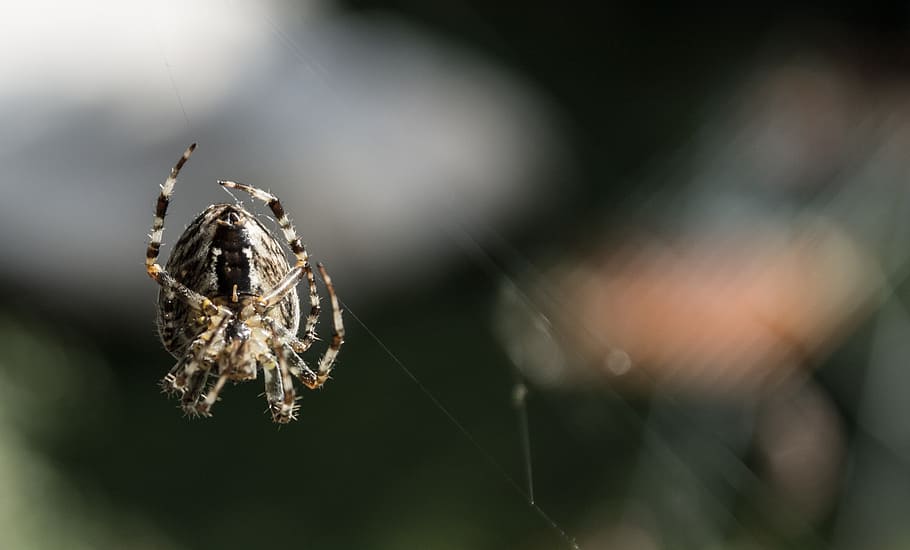 spider, nature, animals, close-up, animal themes, animal wildlife HD wallpaper