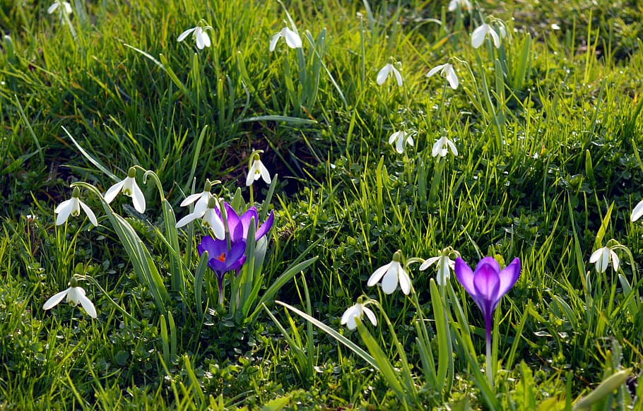 blooming purple and white flowers, spring, meadow, crocus, flower meadow HD wallpaper