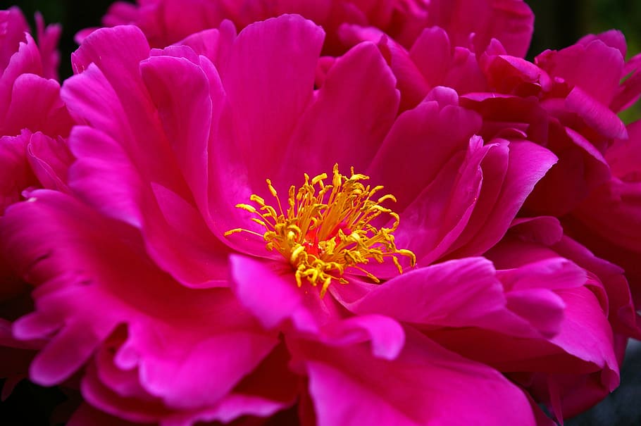 close up photo of pink clustered flower, peony, spring, blossom HD wallpaper