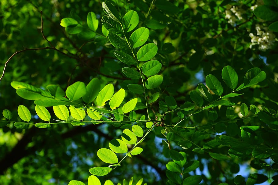 common maple, leaf, green, robinia, leaf veins, filigree, leaf structures HD wallpaper