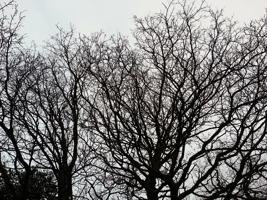 trees outlined, sky, dusk, low angle view, plant, bare tree HD wallpaper