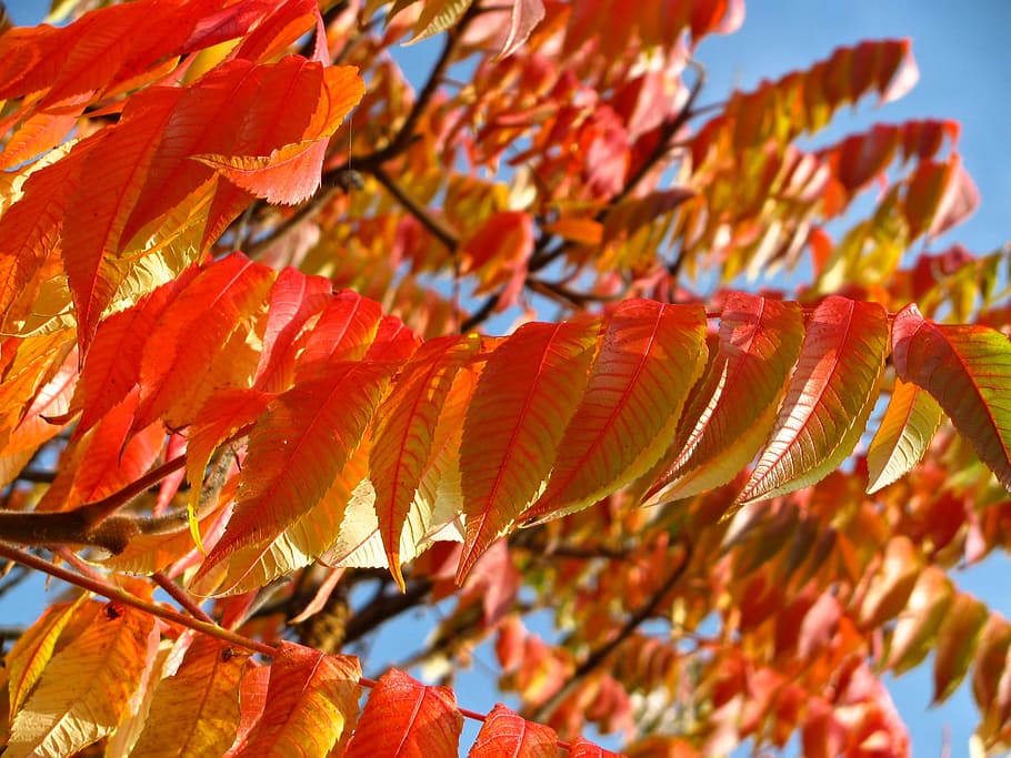 brown leafed tree, orange, red, leaves, leafy, trees, branches HD wallpaper