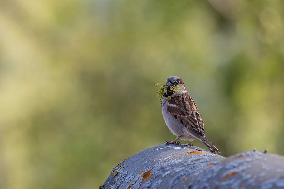 sparrow, bird, sparrows, plumage, nature, birds, animals in the wild HD wallpaper