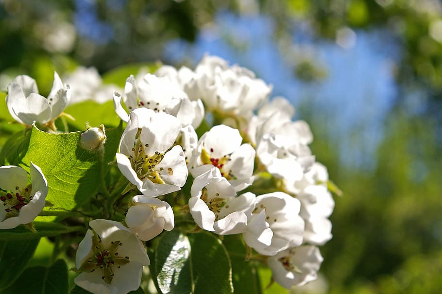 spring, petals, tree, flowers, pear tree, white flowers, bud HD wallpaper