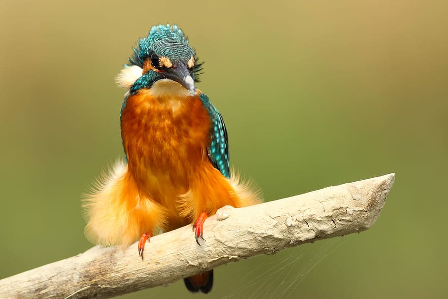 teal and brown bird perched on white stick, orange, teal, and black bird standing on branch HD wallpaper