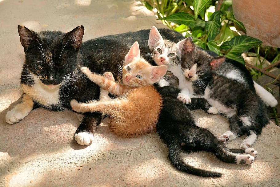 tuxedo cat with kittens, cats, pet, feline, animal, animals, rest, HD wallpaper