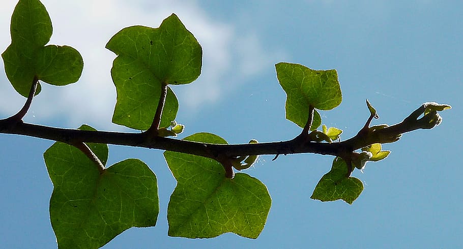 branch, aesthetic, tree, leaves, sky, deciduous tree, sunlight HD wallpaper