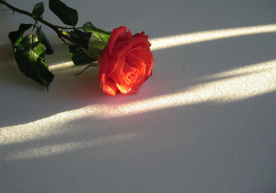 rose, red, blossom, bloom, flower, white, light, shadow, rose bloom HD wallpaper