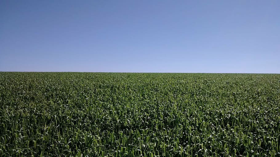 corn, agriculture, crop, field, sky, land, plant, environment HD wallpaper