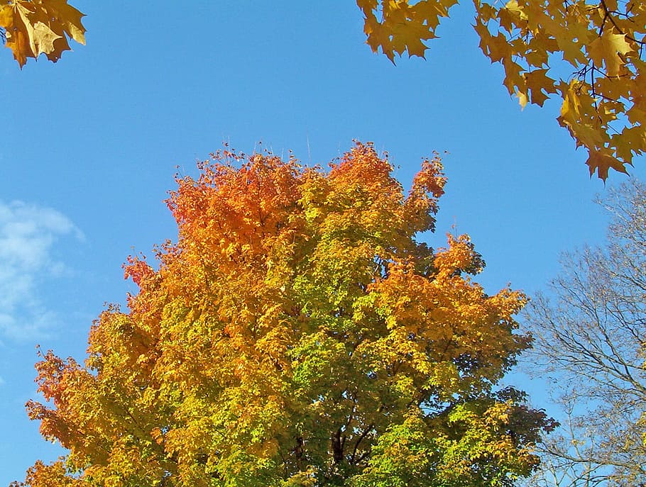 Colored, Leaves, Maple, Tree, Fall, autumn, blue, sky, leaf HD wallpaper