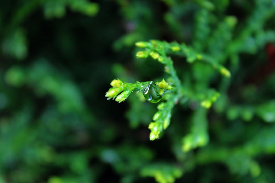 leaf, raindrop, nature, green, plant, water, wet, garden, fresh HD wallpaper